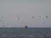 War threatens Gulf's dugongs, turtles and birds