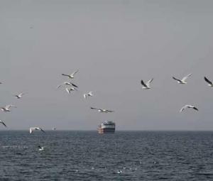 War threatens Gulf's dugongs, turtles and birds