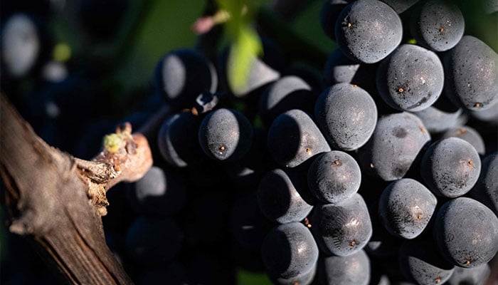 A detail of a bunch of grape of pinot noir to produce Cremant (sparkling wine), is seen during the harvest at Domaine Moellinger vineyard, in Wettolsheim, eastern France, on August 19, 2025. — AFP