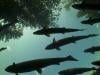 UN warns migratory freshwater fish numbers are spiralling