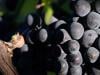600-year-old pinot noir grape found in medieval French toilet