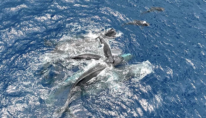 Female sperm whales hold a newborn sperm whale calf above water until it is able to swim on its own in this photograph taken in July 2023 off the coast of Dominica, in this photo released on March 26, 2026. — Reuters