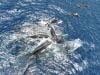 Whale filmed giving birth, with a little help from her friends