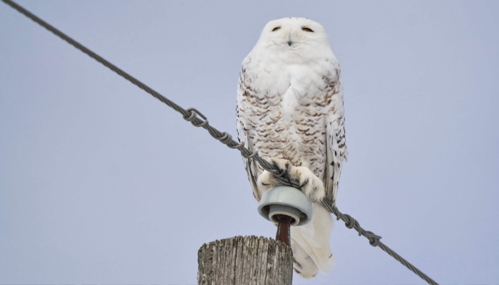 A snowy owl sits on a utility pole near Strathroy, Ontario, Canada, February 24, 2026. — AFP