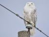 40 new migratory species win international protection: UN body