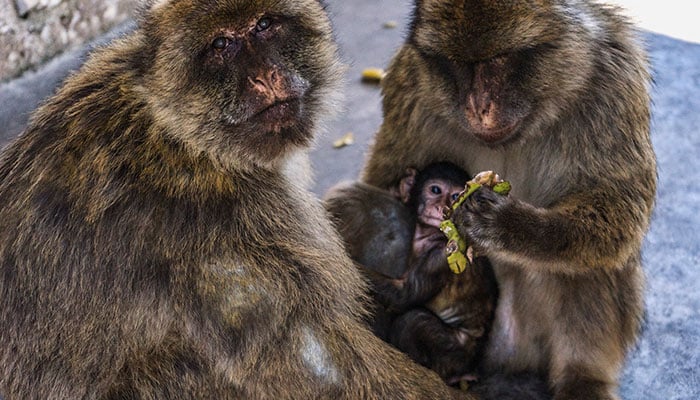 Macaques hold food while an infant sits between them at the Rock in the British overseas territory of Gibraltar, July 27, 2019. — Reuters