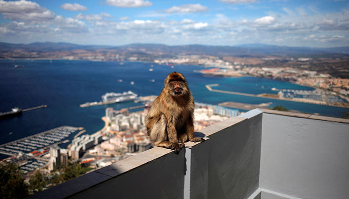 A monkey sits at a terrace on the top of the Rock in the British overseas territory of Gibraltar, September 14, 2016. — Reuters