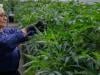 Justice Department reclassifies marijuana as less dangerous drug: What does it mean?