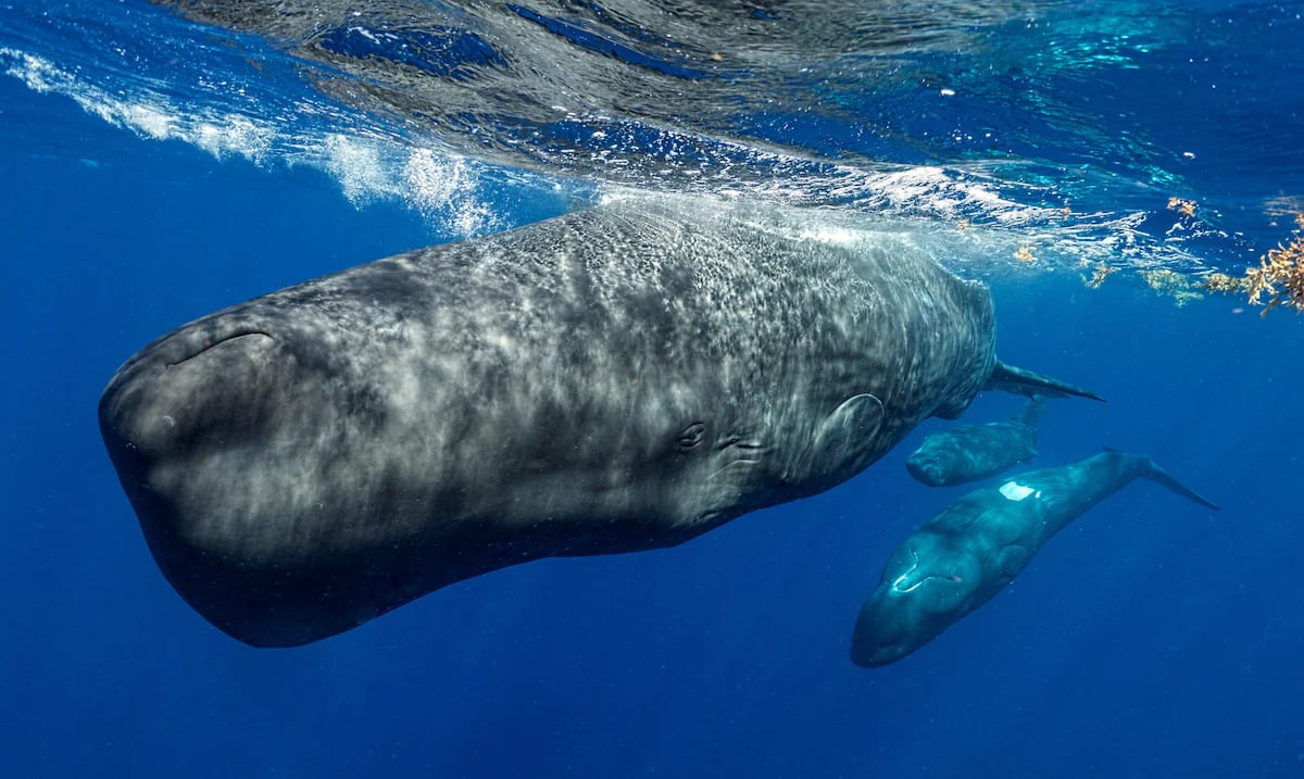 Three sperm whales swim near the surface of the Caribbean Sea off Dominica in this undated photograph released on April 28, 2026. —  Reuters