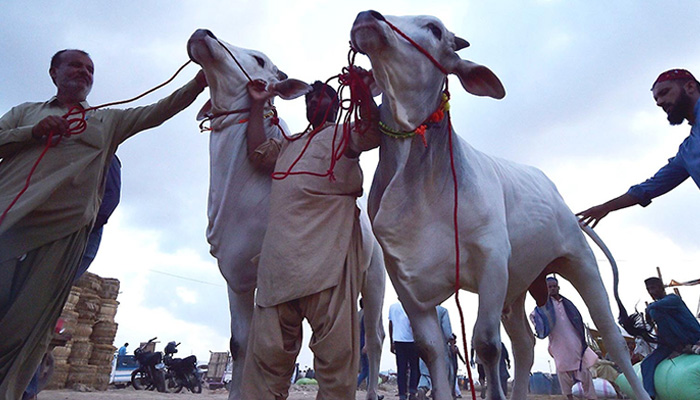 A vendor selling sacrificial animal at a cattle market in Karachi ahead of Eid ul Adha. — INP/File
