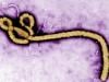 Portrait of a killer: The deadly virus that refuses to die — Ebola's 50-year reign of death
