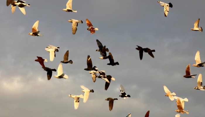 Pigeons fly in the sky in Sanliurfa, Turkey, December 10, 2016. — Reuters