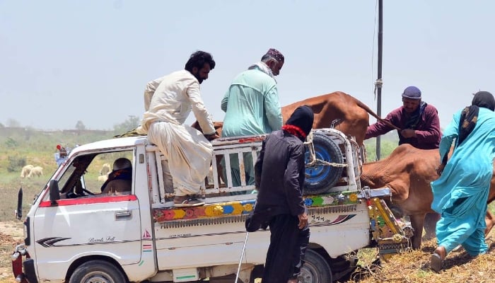 People loading sacrificial animals into a delivery van in the Hatri Bypass area in Hyderabad, May 22, 2026. — APP
