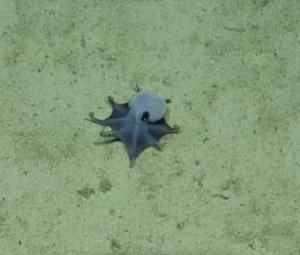 'He's tiny! It's blue!': Scientists find new deep-sea octopus