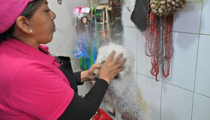 Ecuadorean curandera Amparo Lugmana blows undiluted alcohol during a ritual of energy cleansing on the dog Copito at the San Francisco market in Quito, Ecuador. — AFP