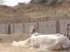 'Encroachment' near Karachi's Hill Park raises fresh questions