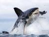 Shark attack fatalities surge in western Australia as third victim dies in four weeks