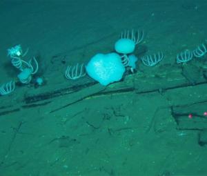 World's largest whale graveyard discovered by Chinese sub