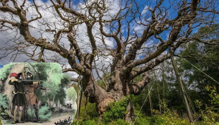 Sherwood Forests 1,000-year-old Major Oak is dead: have long, dry summers taken their toll?