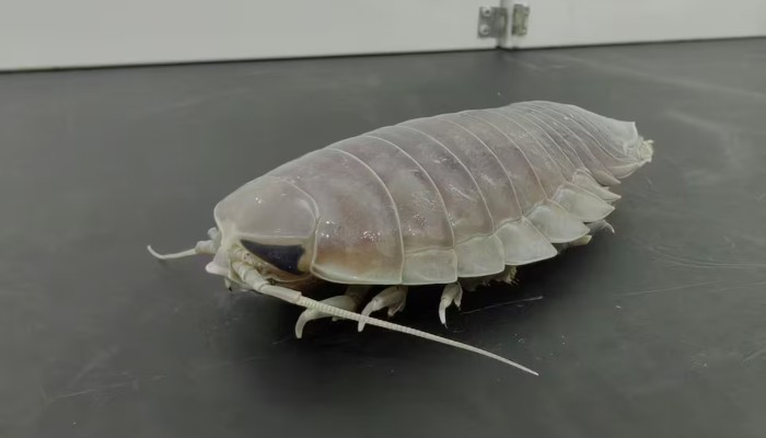The deep-sea isopod Bathynomus doederleini is seen in this photograph taken in the laboratory of the Institute of Oceanology, Chinese Academy of Science, in Qingdao, China, on May 20, 2026. — Reuters