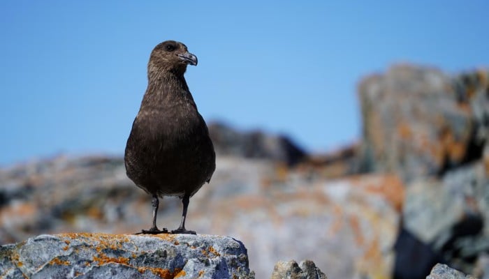 A skua, a scavenger bird that play a crucial role in maintaining the ecological balance of Antarctica, is pictured in Antarctica, Chile, January, 2025. — Reuters