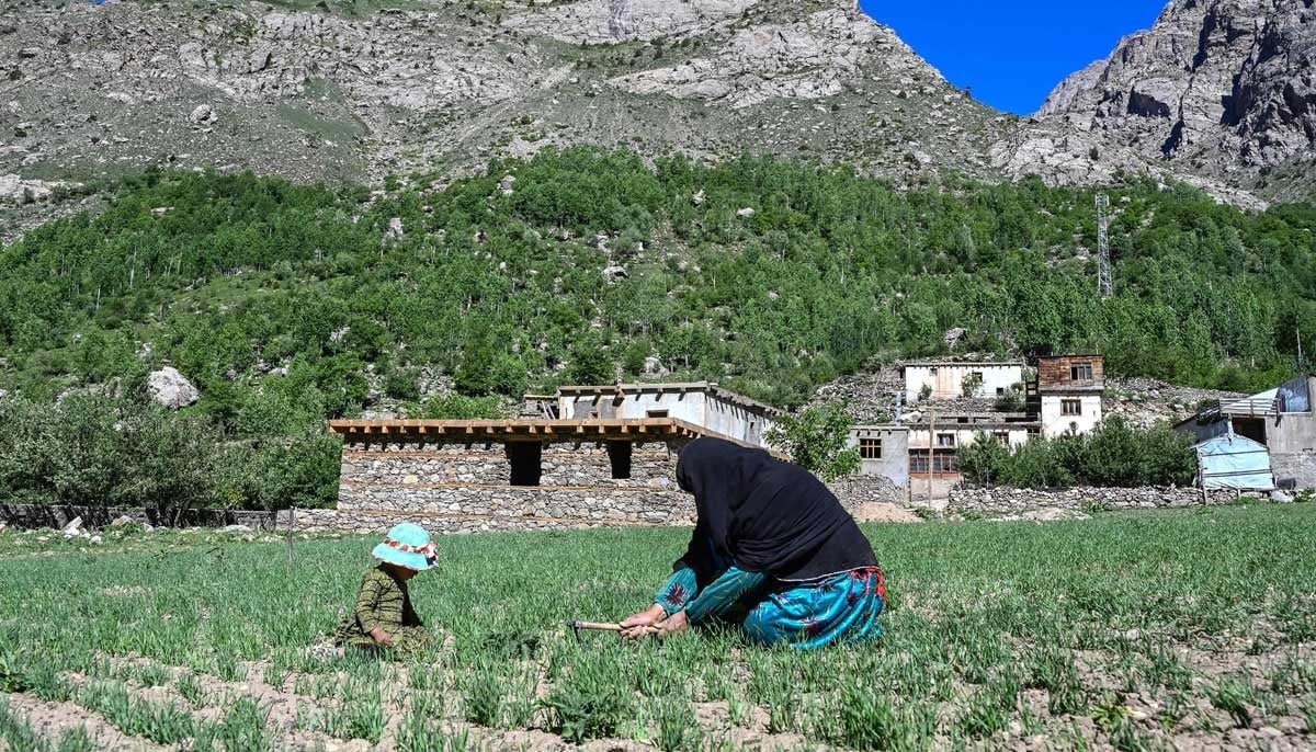 Afghan woman farmer Habiba (right) working at a field in the Eshtiwi village of Afghanistans Parun district. — AFP