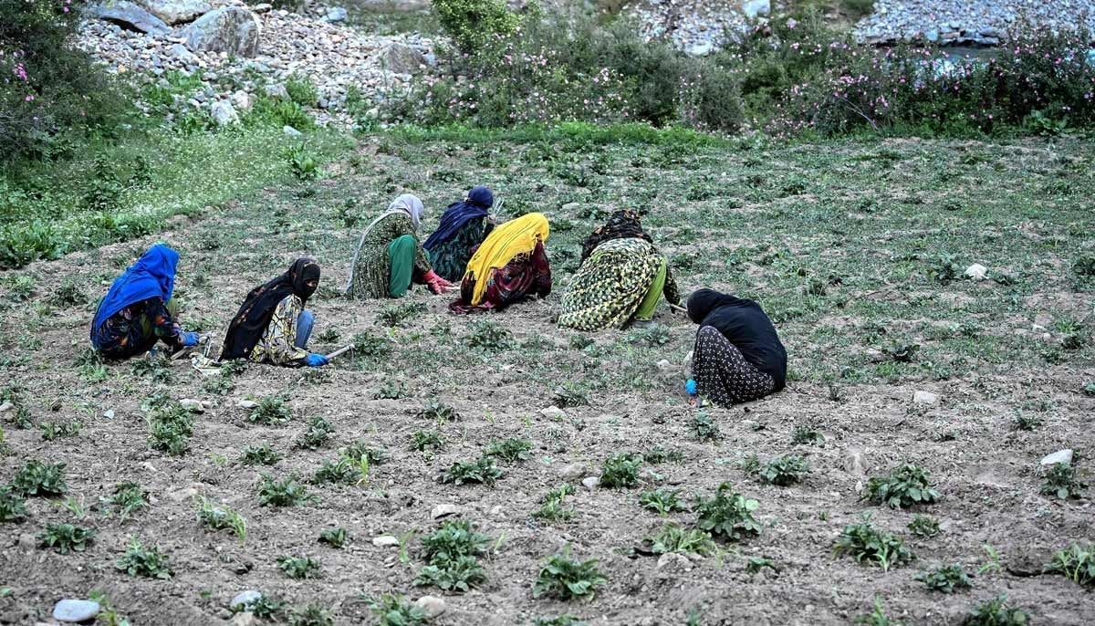 Afghan women farmers working at a field in the Eshtiwi village of Afghanistans Parun district. — AFP