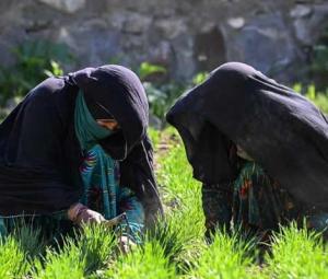 The Afghan women farmers keeping their village alive