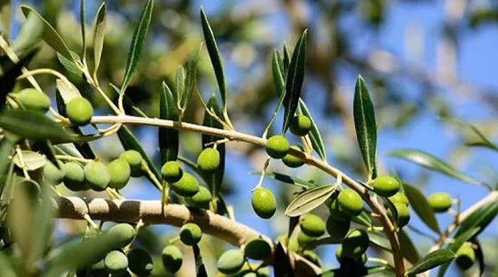 Pakistani olive oil brand wins gold medal at London competition