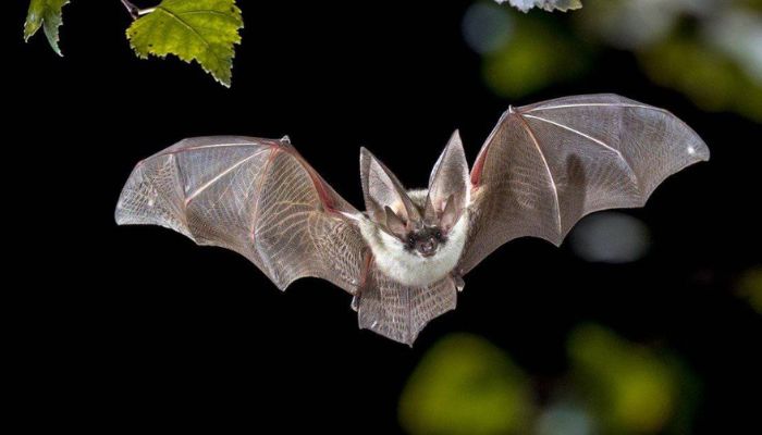 Canadian boy dies of rabies after seemingly harmless contact with bat