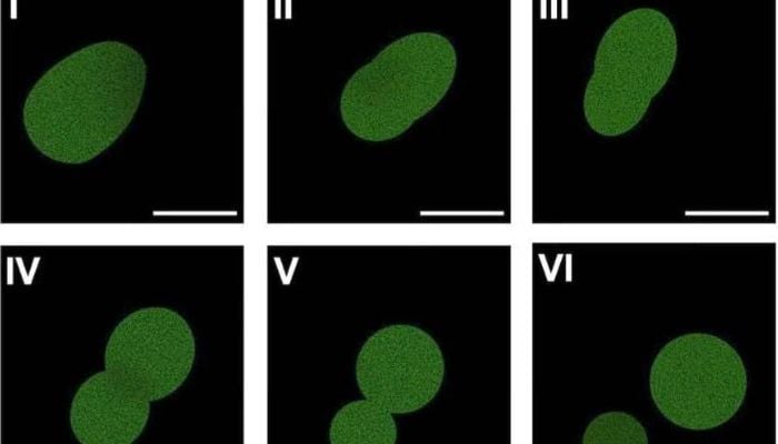 University of Minnesota researchers create worlds first synthetic cell with a complete life cycle