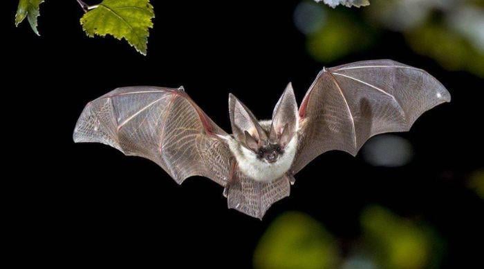 Canadian boy dies of rabies after seemingly harmless contact with bat