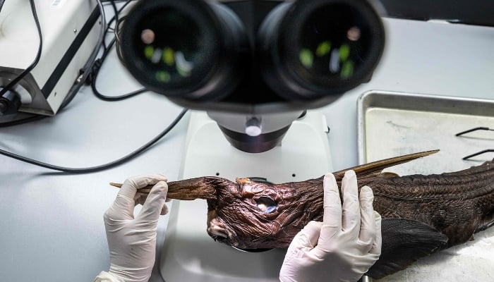 Naidely Vidaurre Quesada, a biology student at the University of Costa Rica, examines on a miscroscope the newly discovered Costa Rican ghost shark (Rhinochimaera costaricana) at the Museum of Zoology of the University of Costa Ricas Centre for Research in Biodiversity and Tropical Ecology in San Jose, Costa Rica, on July 3, 2026. — AFP