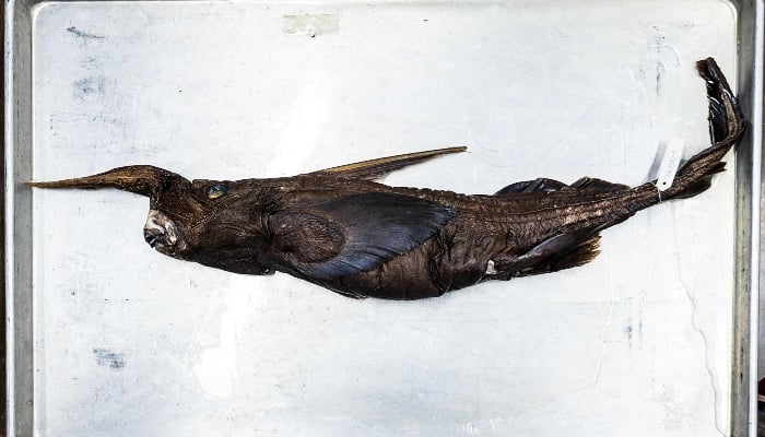This image shows the newly discovered Costa Rican ghost shark (Rhinochimaera costaricana) at the Museum of Zoology of the University of Costa Ricas Center for Research in Biodiversity and Tropical Ecology in San Jose, Costa Rica, on July 3, 2026. — AFP