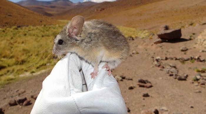 What a tiny mouse teaches us about the resilience of life