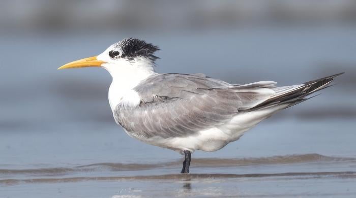 Australia confirms H5N1 bird flu case in native seabird for first time