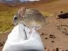 What a tiny mouse teaches us about the resilience of life