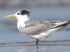 Australia confirms H5N1 bird flu case in native seabird for first time