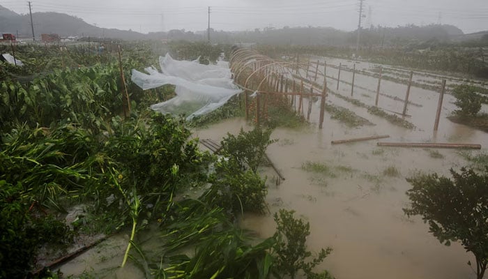 Farmland is flooded by heavy rain brought by Typhoon Bavi in Wenzhou, Zhejiang province, China, July 12, 2026.— Reuters