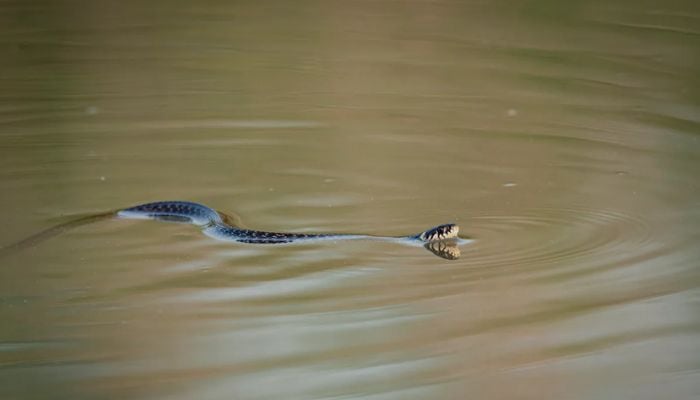 Who was breeding cobras that escaped into China’s floodwaters? See full details