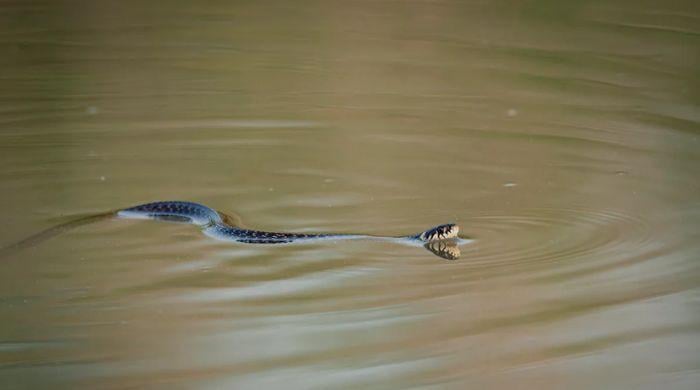 Who was breeding cobras that escaped into China's floodwaters? See full details