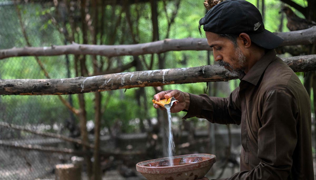 This photograph shows wildlife officer Zaheer Ahmed preparing a rehydration drink for birds at the Margallah Wildlife Rescue Centre in Islamabad, July 7, 2026. — AFP
