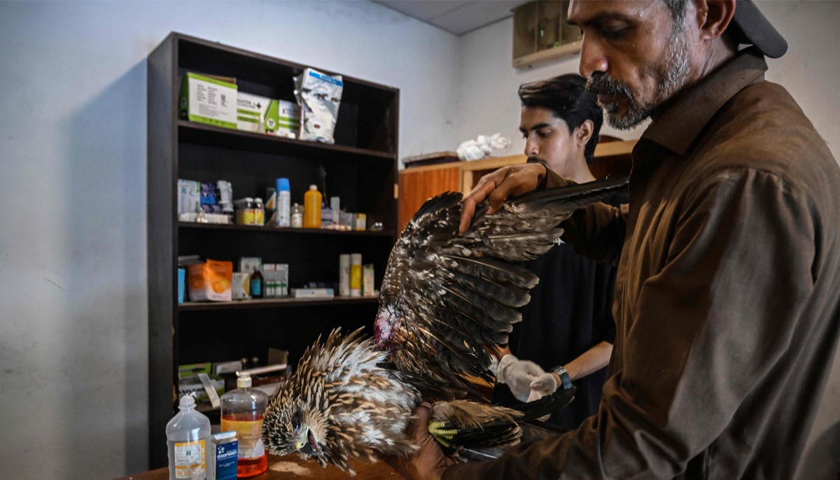 This photograph shows wildlife officer Zaheer Ahmed (right) treating an injured kite at the Margallah Wildlife Rescue Centre in Islamabad, July 7, 2026. — AFP