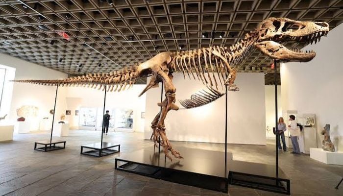 Inside $30 million T.rex auction controversy: Why scientists are concerned?