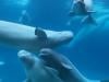 30 Beluga Whales trapped at closed marine park finally getting rescued: Next destination revealed