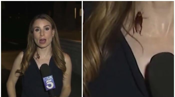 WATCH: Cockroach crawls on reporter's neck during live broadcast