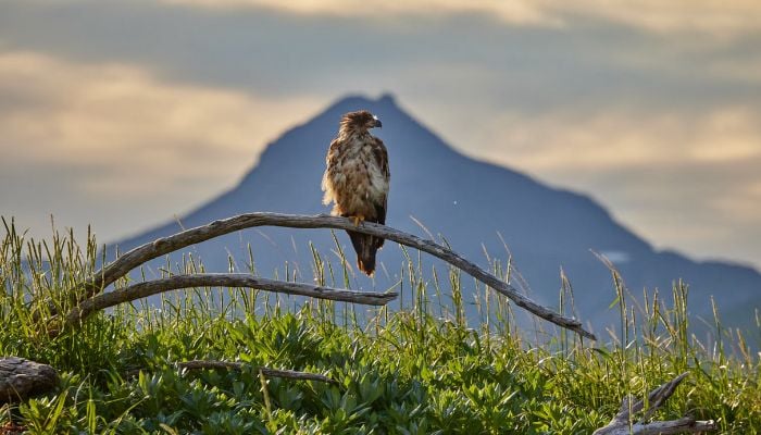 Trump administration ends ‘blanket rule’ for endangered species: Here’s what at risk