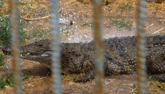 A crocodile inside an enclosure at Nama Zoo in Gaza City on 1 June 2023. — Reuters