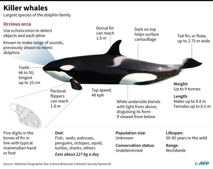 Graphic showing key facts about killer whales, the largest members of the dolphin family, including their physical features, diet, range, lifespan and hunting abilities. — AFP
