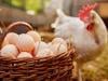 Nearly 1.6 million dozen eggs recalled over salmonella risk